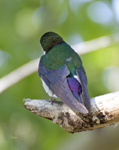 Violet Green Swallow 3177